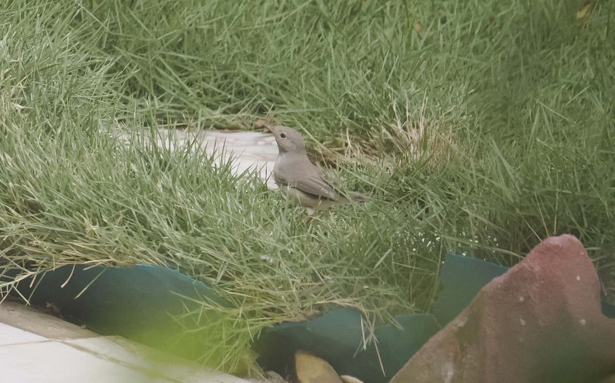 Menetries's Warbler - ML642375546