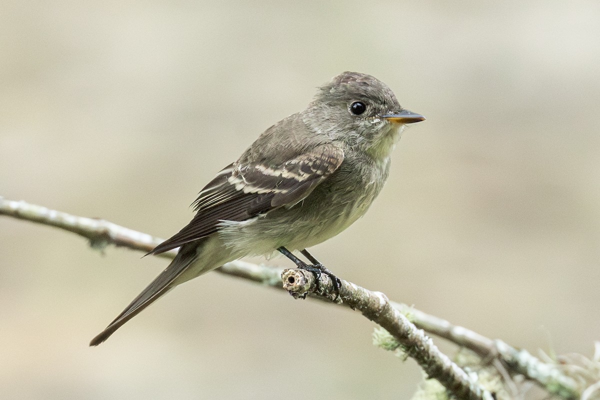 Eastern Wood-Pewee - ML642375547