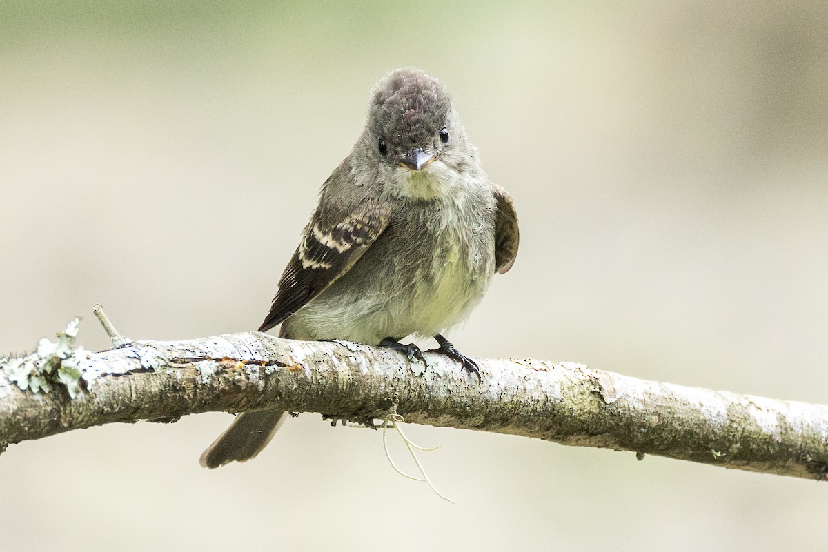 Eastern Wood-Pewee - ML642375549