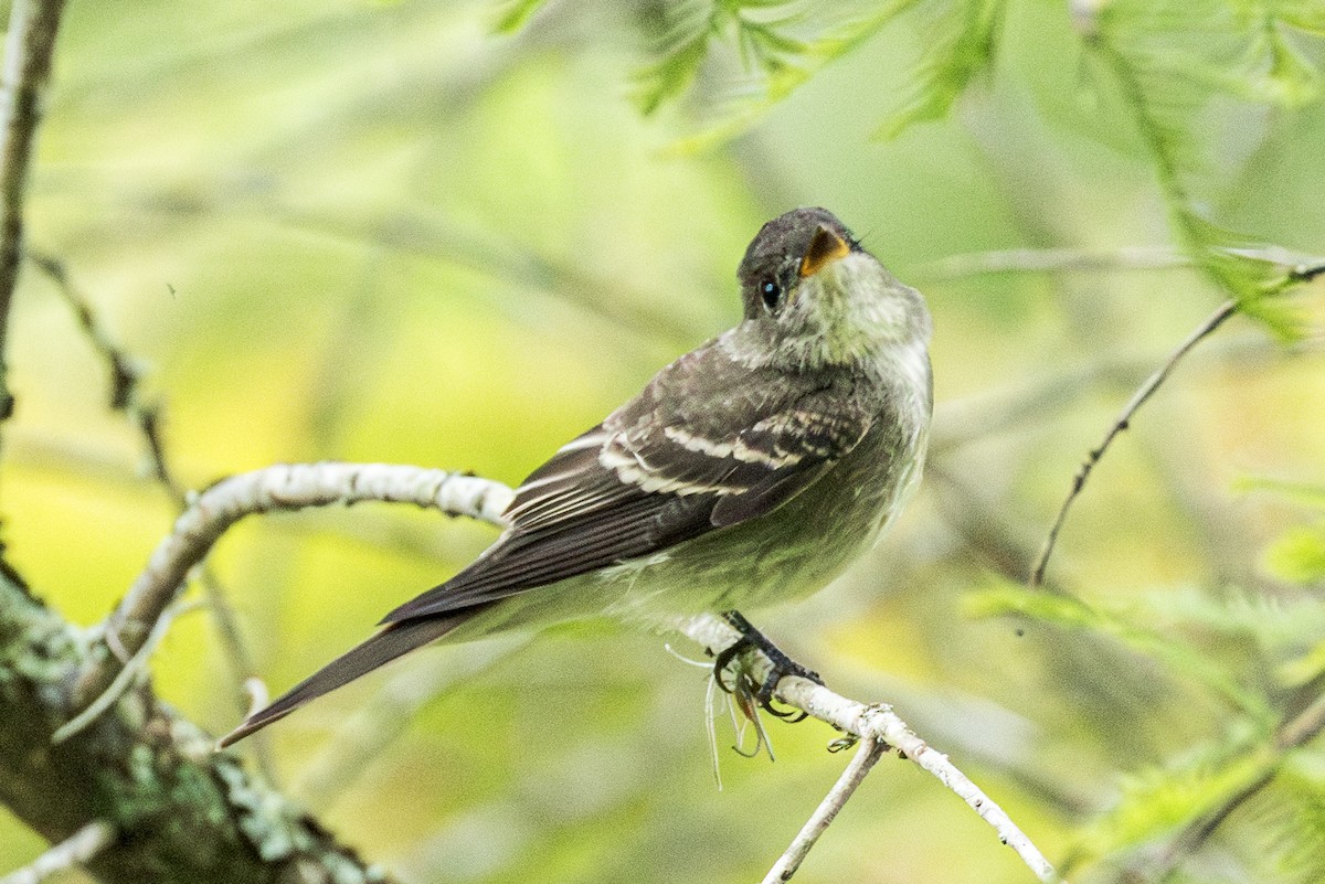 Eastern Wood-Pewee - ML642375550