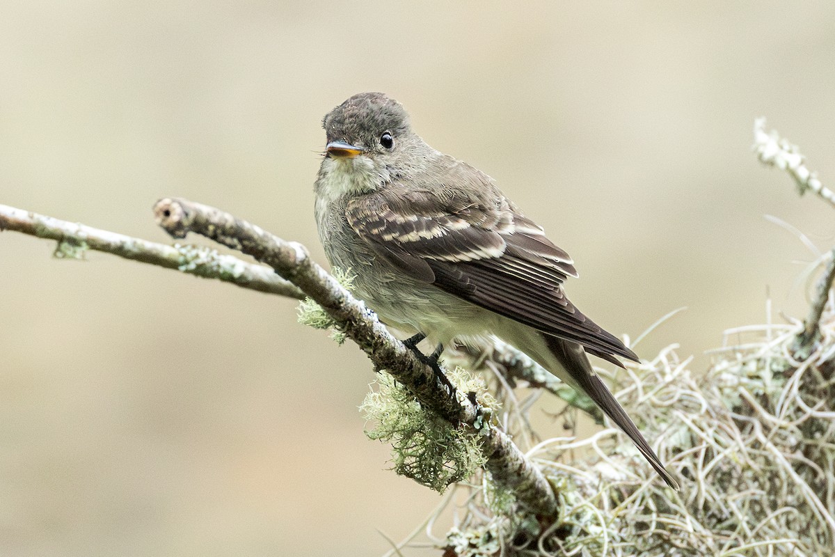 Eastern Wood-Pewee - ML642375551
