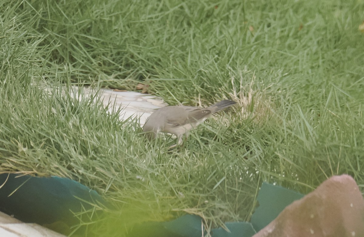Menetries's Warbler - ML642375555