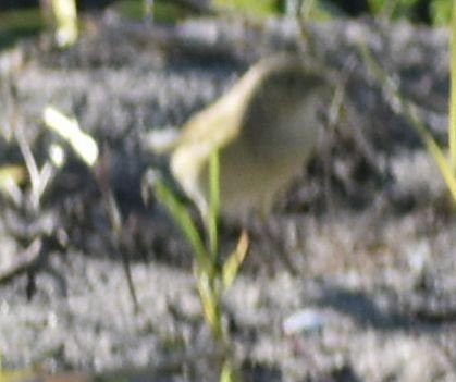 Common Chiffchaff - ML642375556