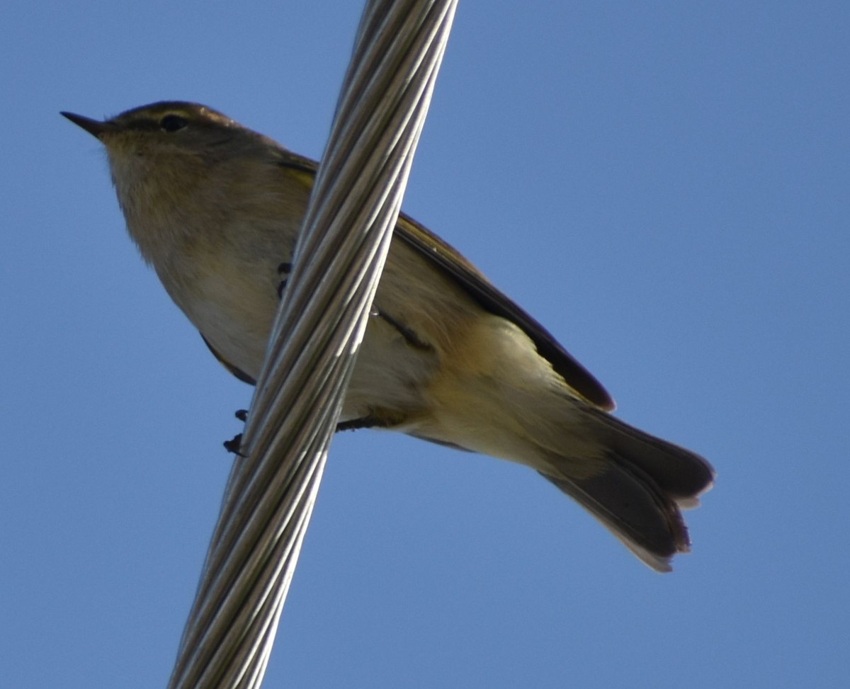 Common Chiffchaff - ML642375557