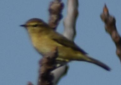 Common Chiffchaff - ML642375558