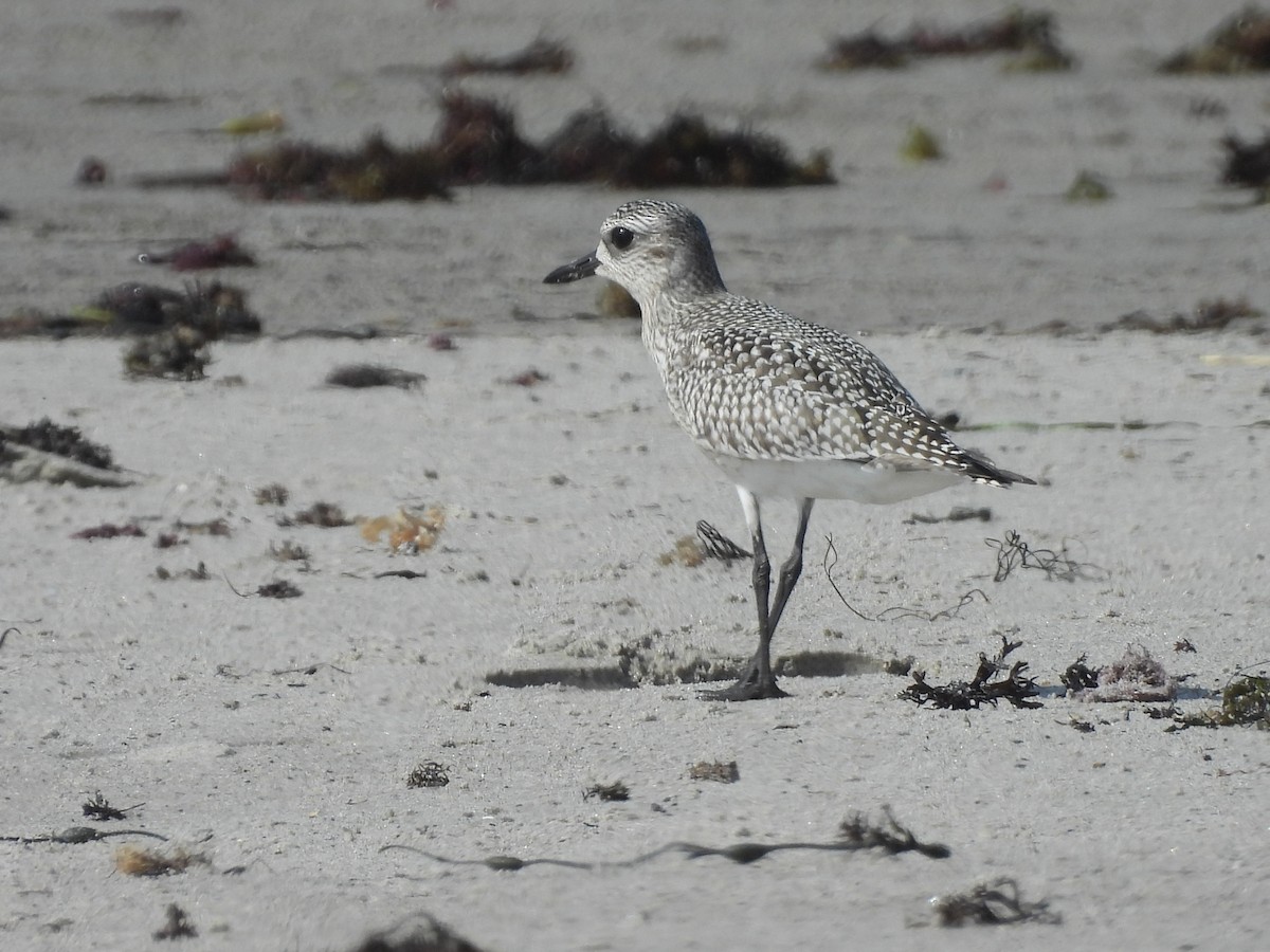 Black-bellied Plover - ML642375559