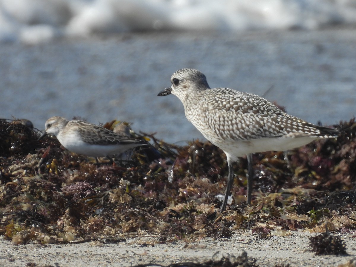 Black-bellied Plover - ML642375560