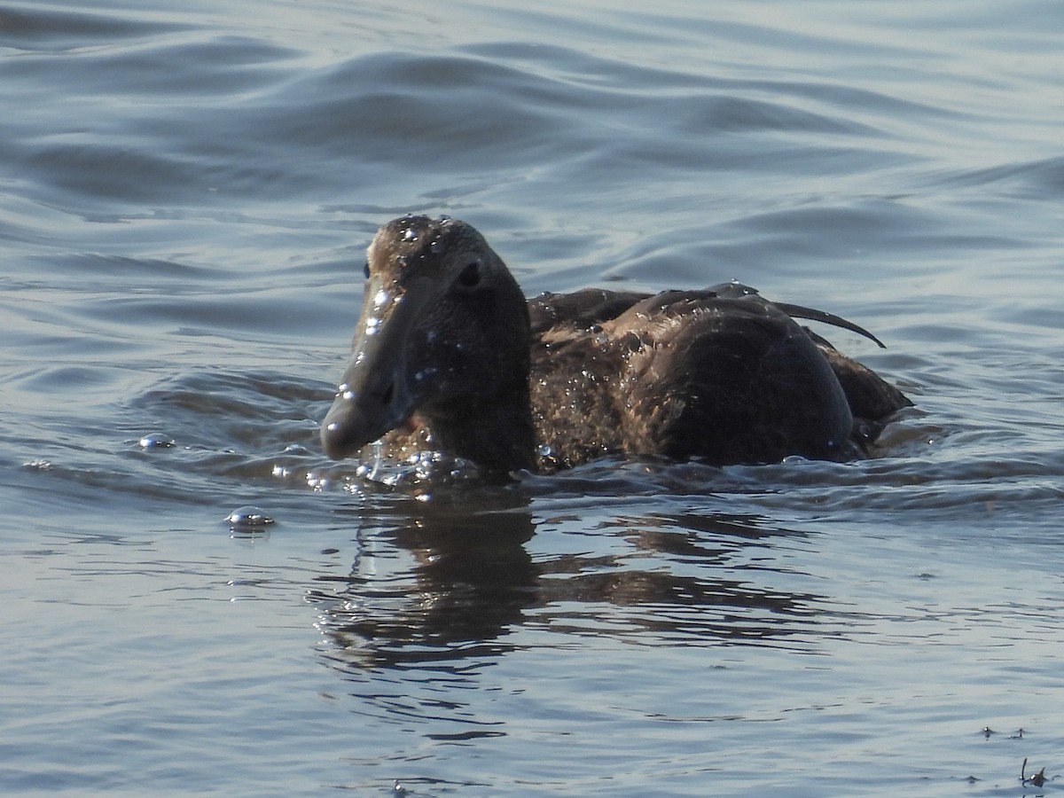 Common Eider - ML642375561