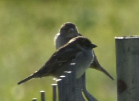 House Sparrow - ML642375562