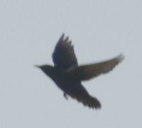 Spotless Starling - ML642375563