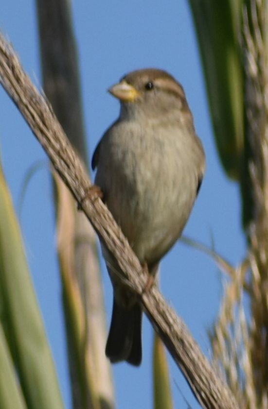 House Sparrow - ML642375567