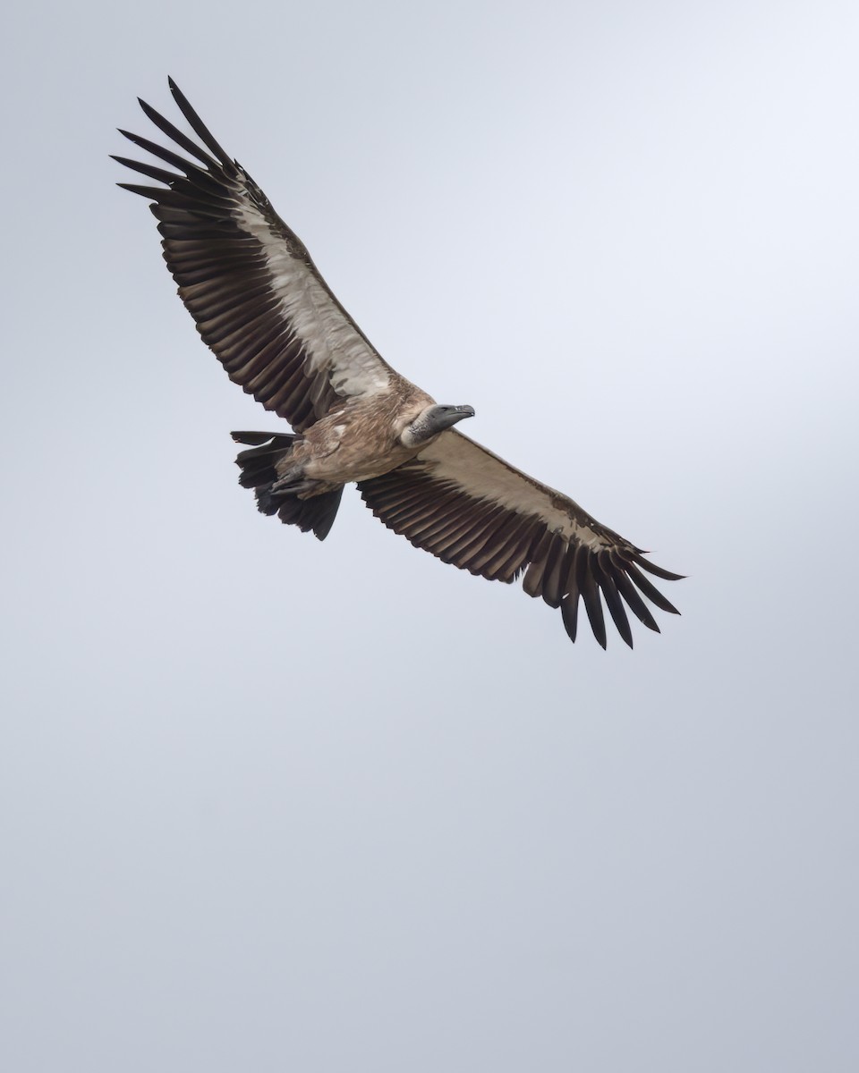 White-backed Vulture - ML642375568