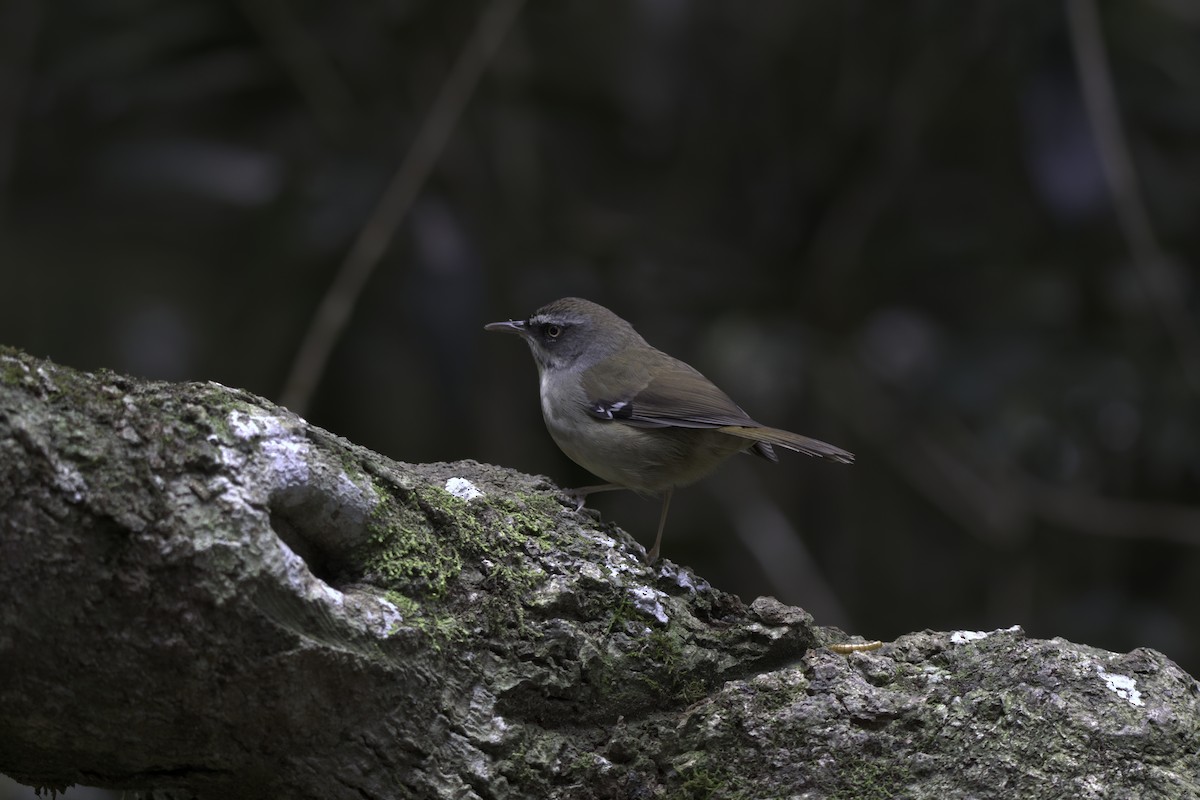 White-browed Scrubwren - ML642375569