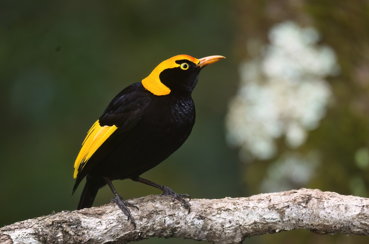 Regent Bowerbird - ML642375570