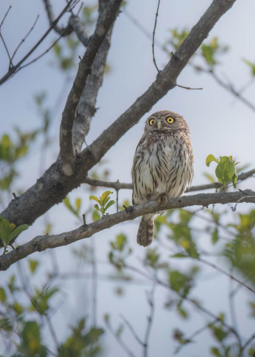 Pearl-spotted Owlet - ML642375571