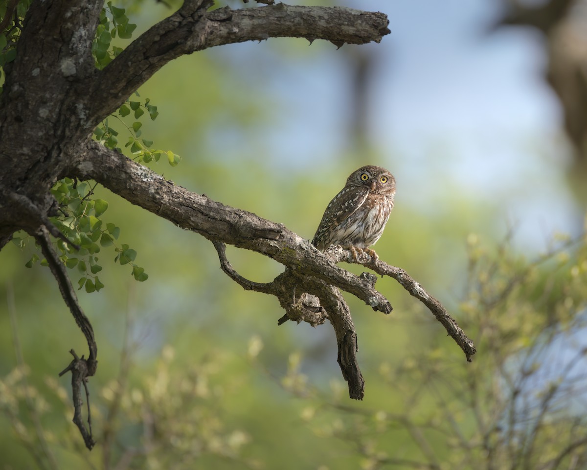Pearl-spotted Owlet - ML642375572