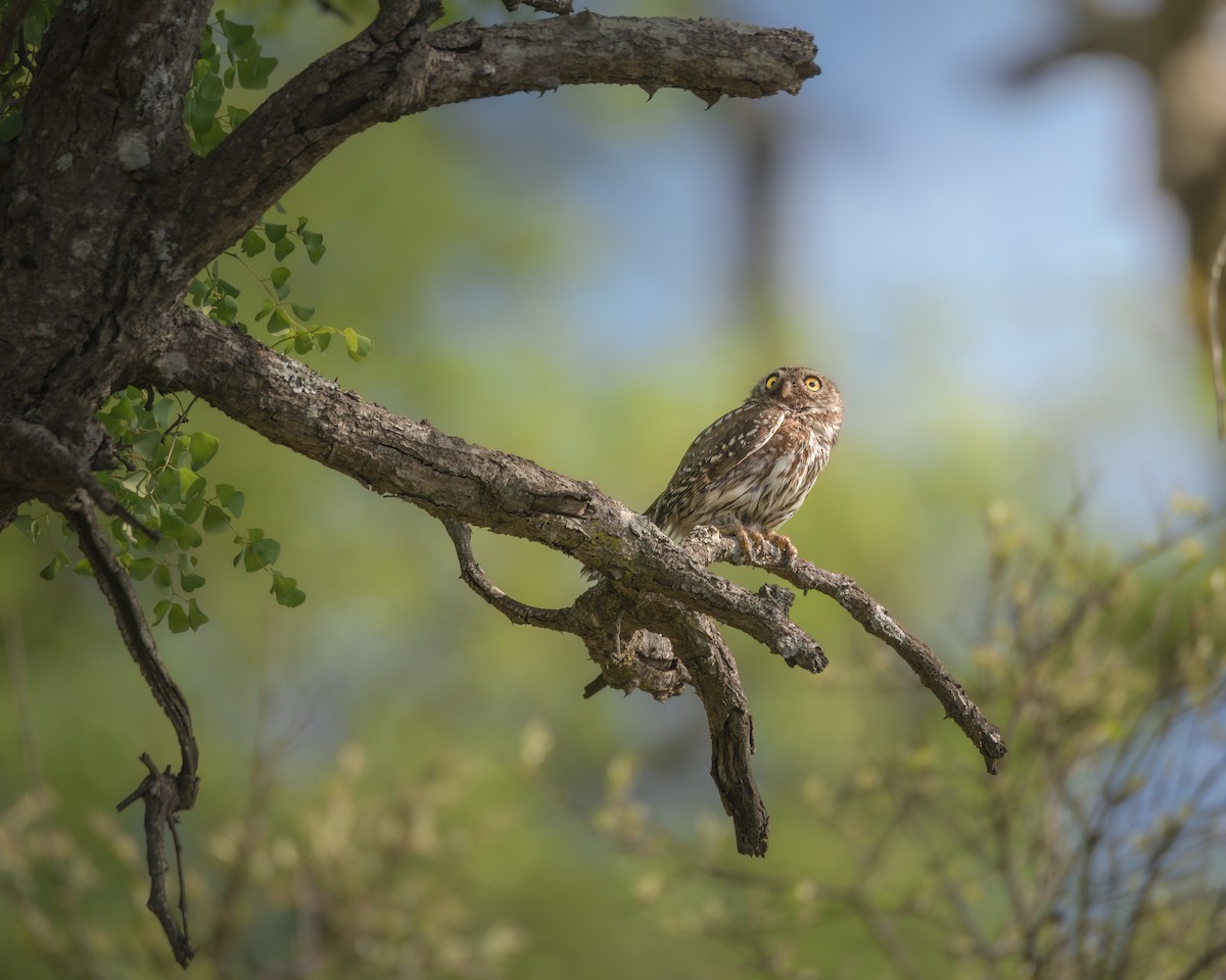 Pearl-spotted Owlet - ML642375573