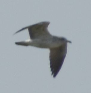 Yellow-legged/Lesser Black-backed Gull - ML642375574