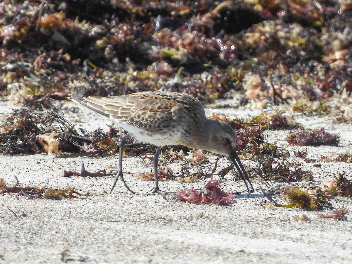 Dunlin - ML642375577
