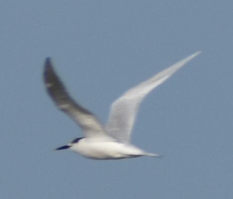 Sandwich Tern - ML642375578