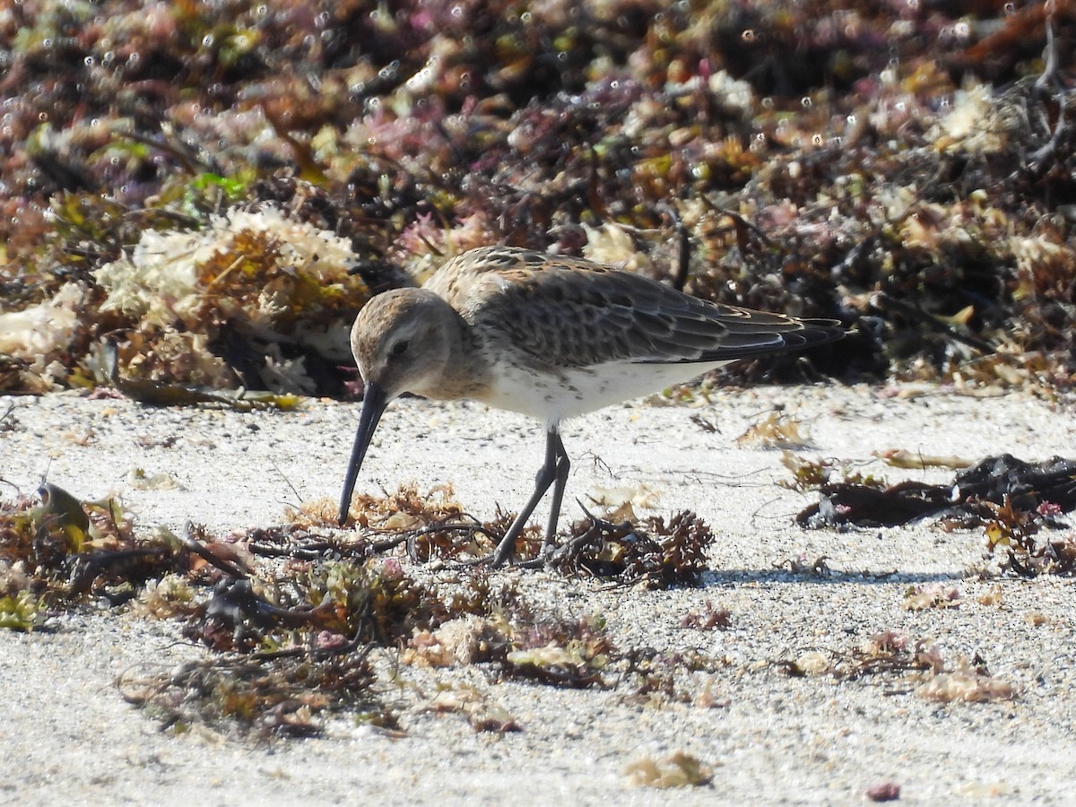 Dunlin - ML642375579