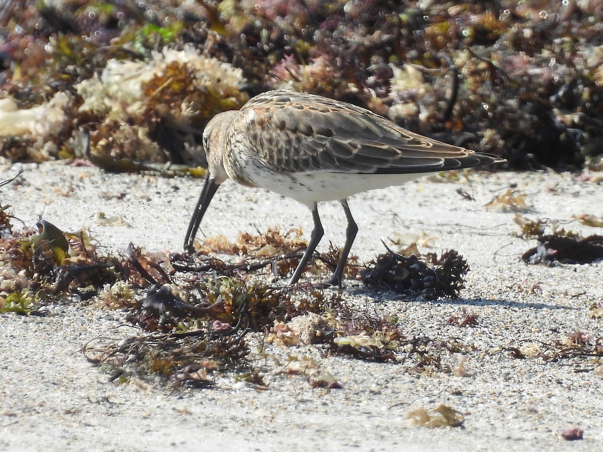Dunlin - ML642375580