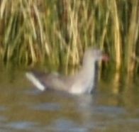 Common Redshank - ML642375581
