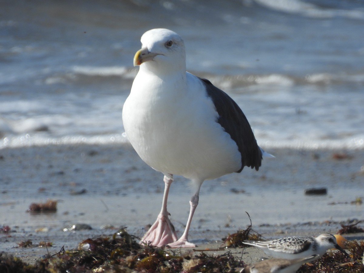 Great Black-backed Gull - ML642375583