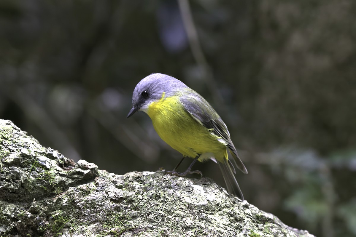 Miro à poitrine jaune - ML642375585
