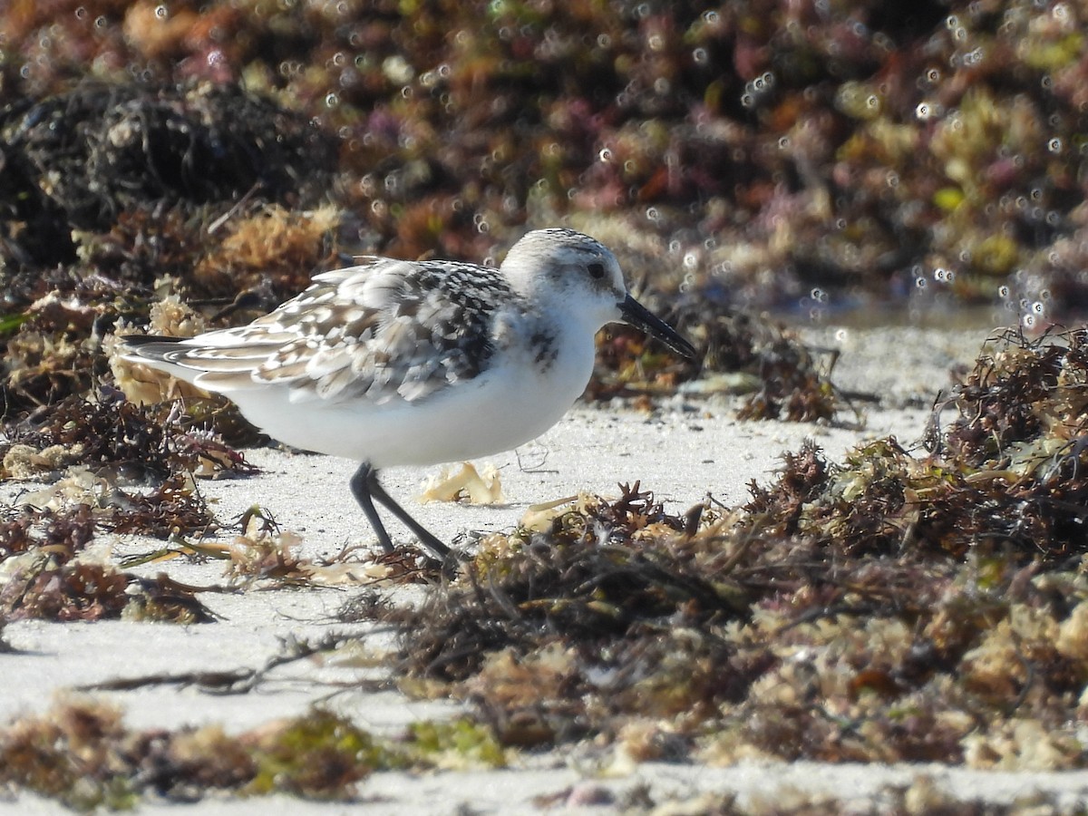 Bécasseau sanderling - ML642375601