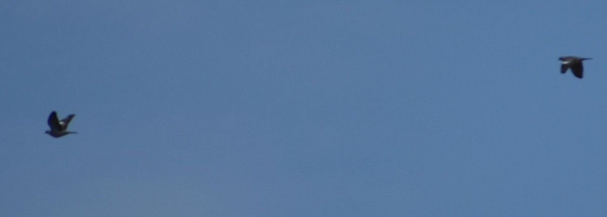 Pigeon ramier - ML642375604