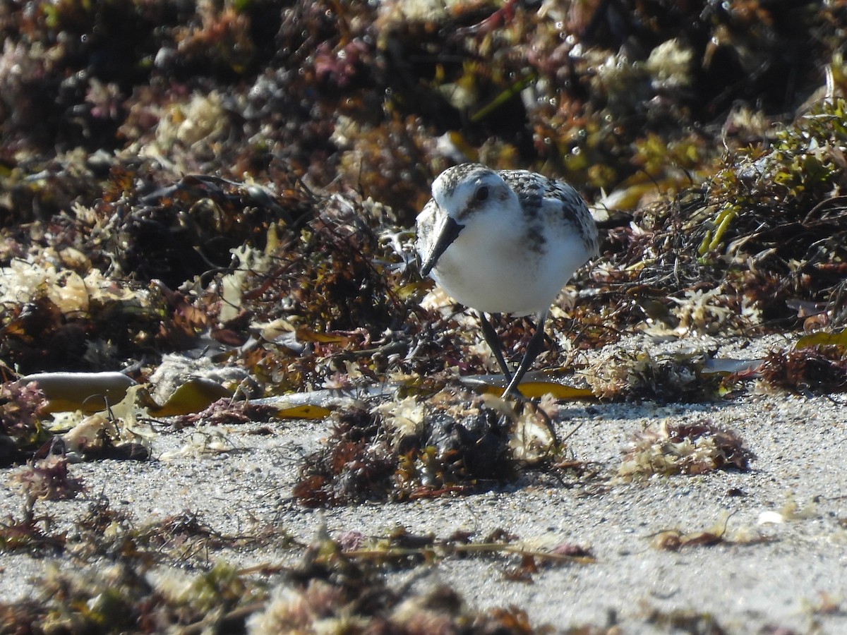 Bécasseau sanderling - ML642375605