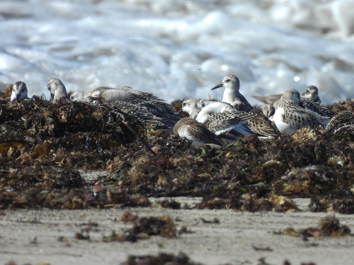 Bécasseau sanderling - ML642375608
