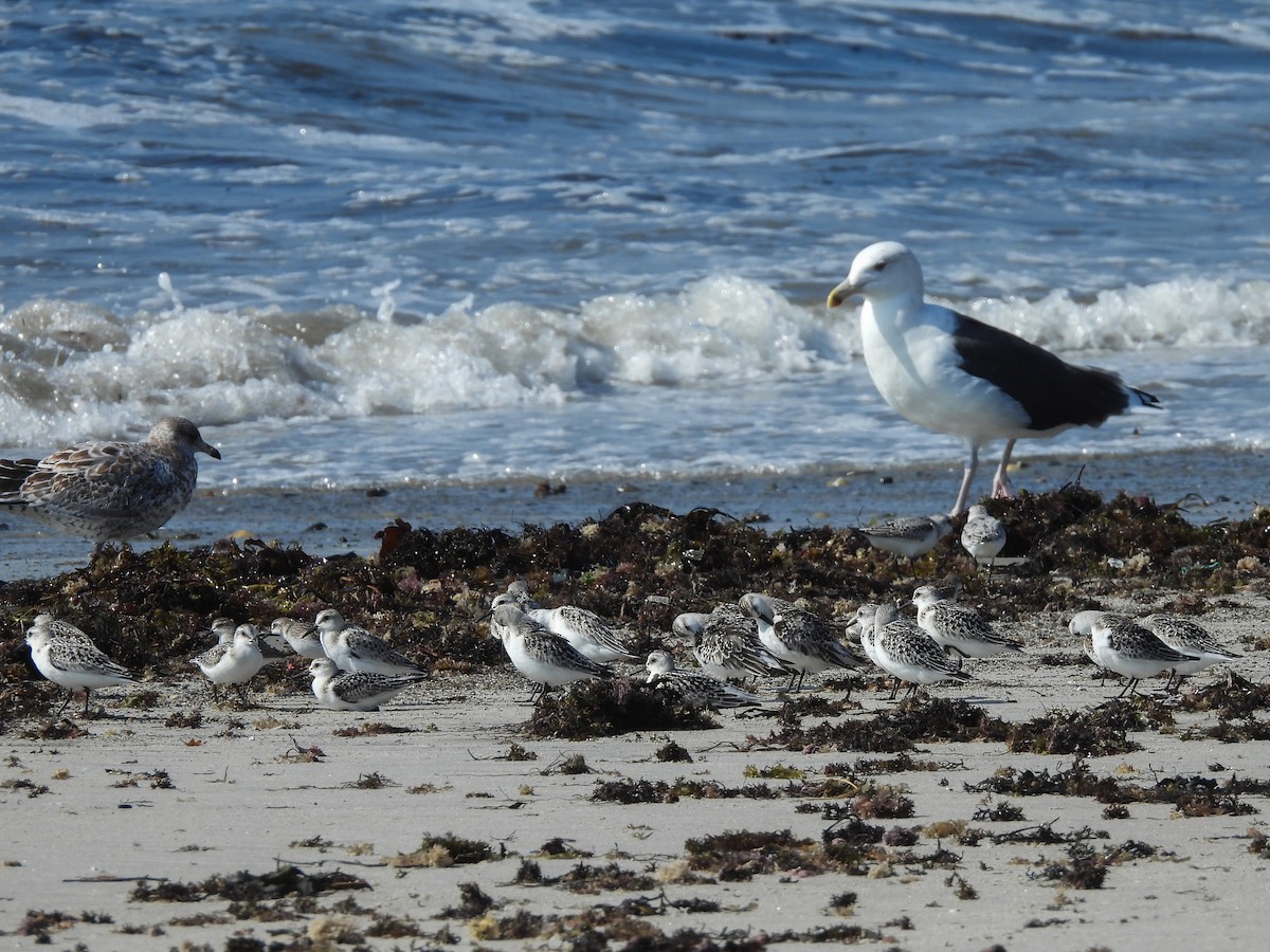 Bécasseau sanderling - ML642375609