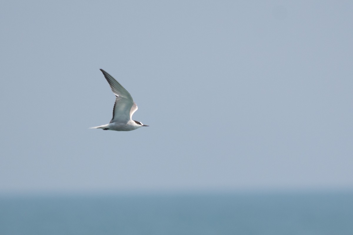 Aleutian Tern - ML642375610