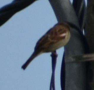 Moineau domestique - ML642375612