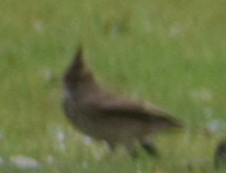 Cochevis huppé - ML642375615