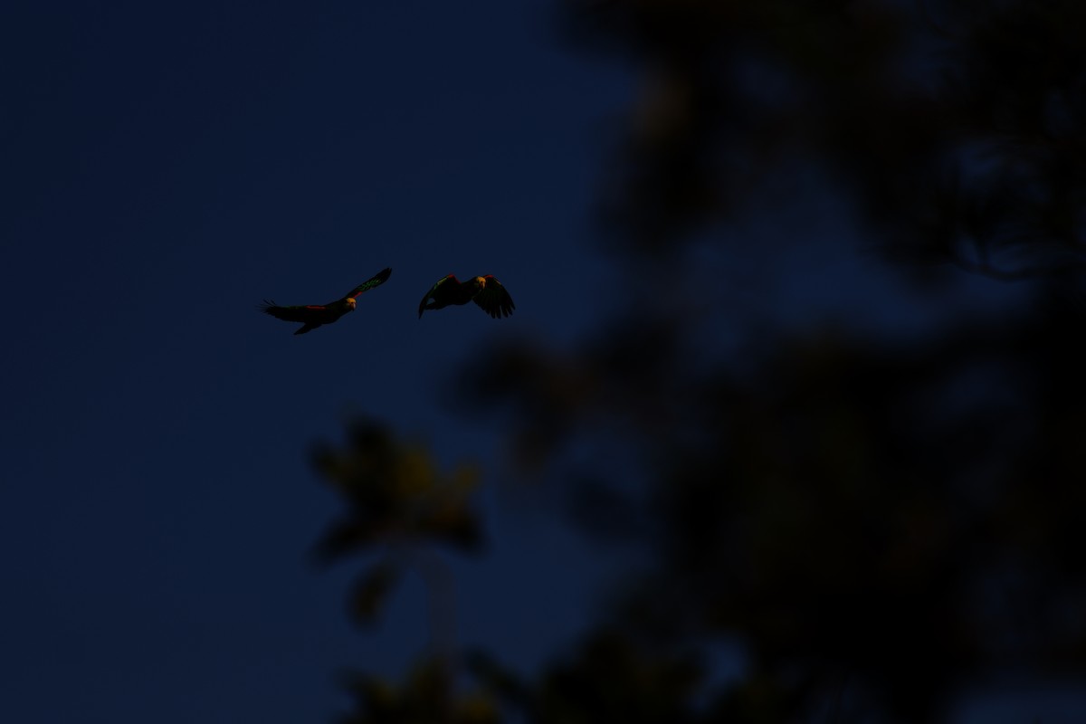 Yellow-headed Amazon - ML642375616