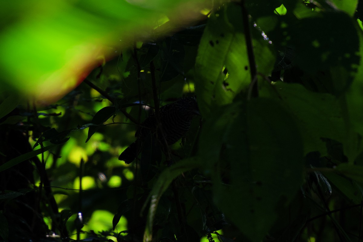 Barred Antshrike - ML642375624