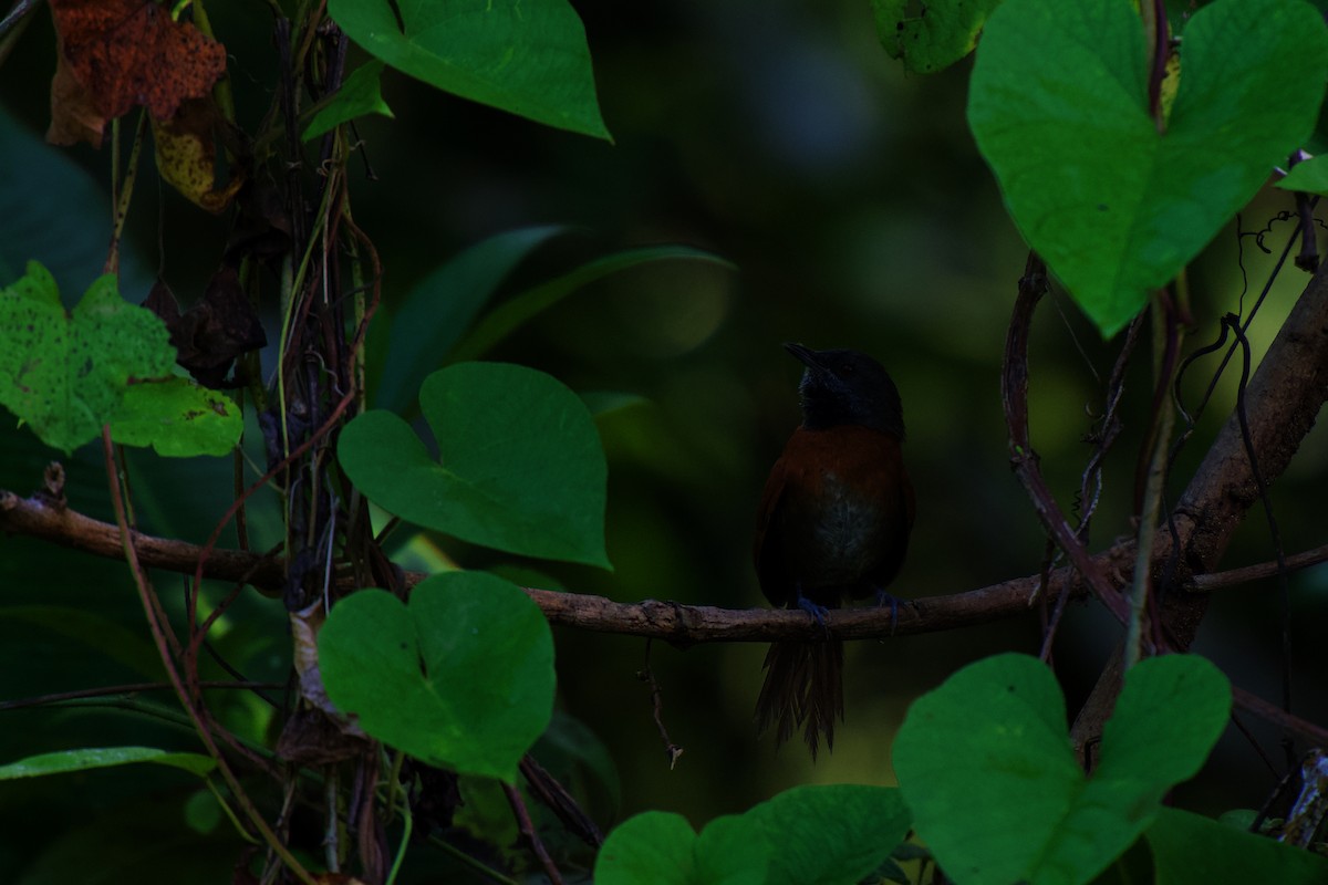 Rufous-breasted Spinetail - ML642375626