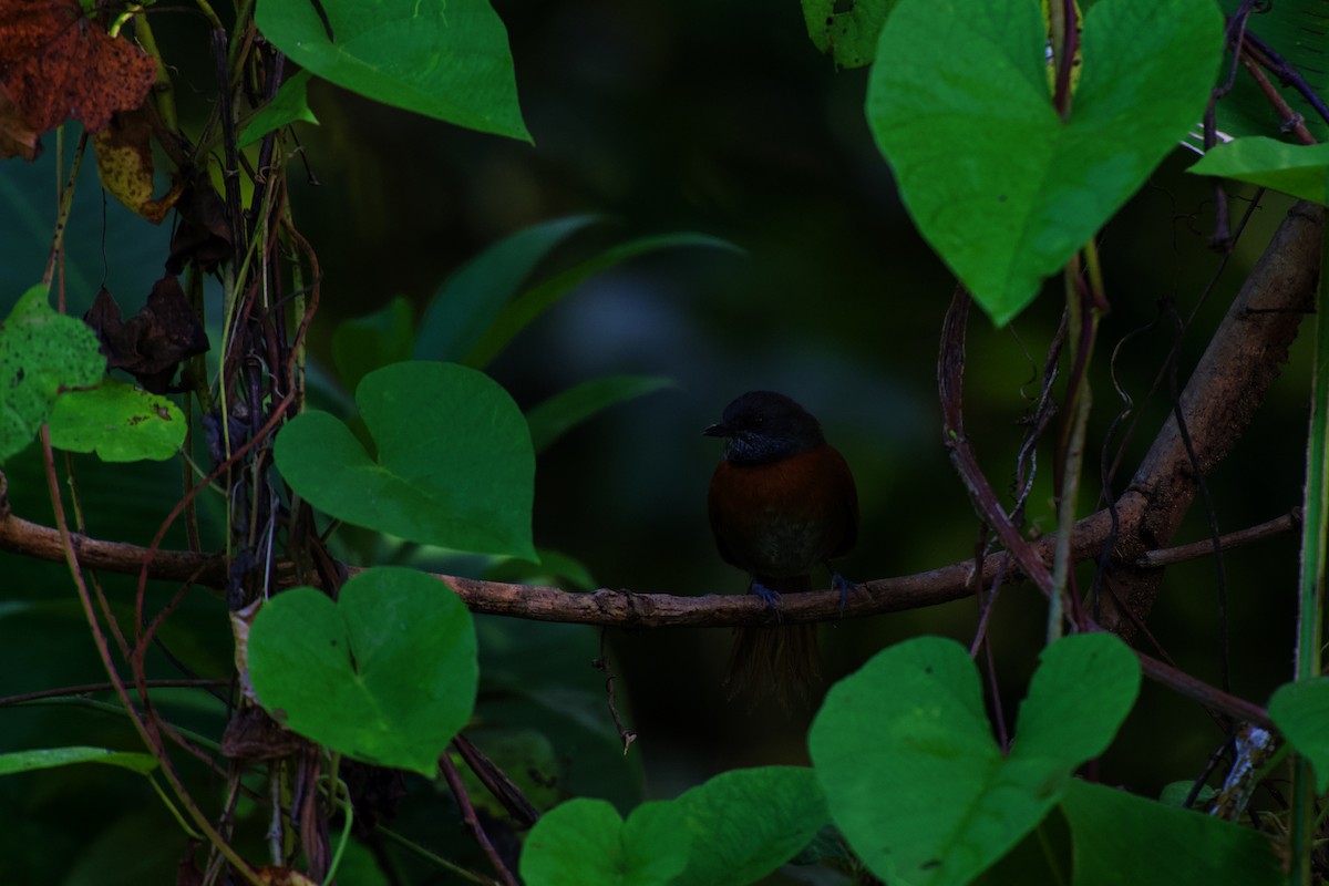 Rufous-breasted Spinetail - ML642375628