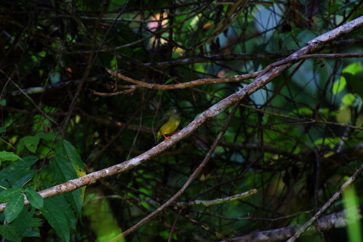 White-collared Manakin - ML642375641