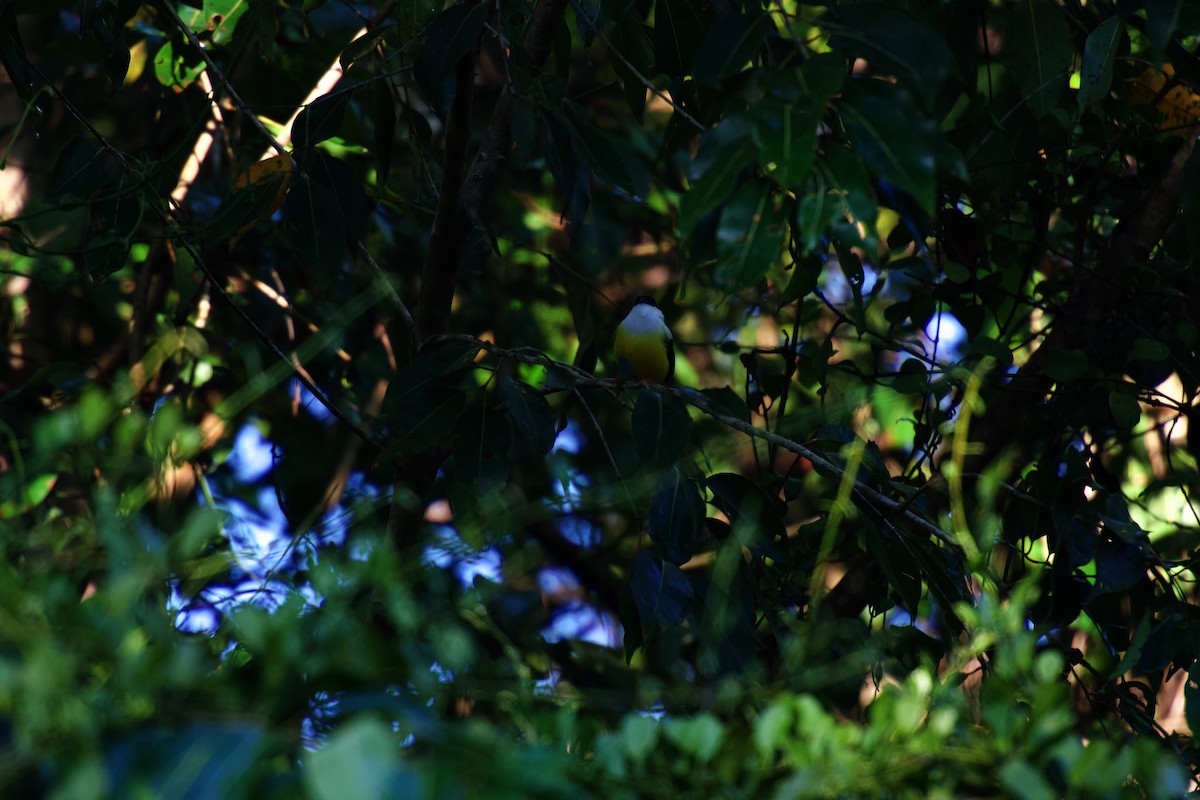 White-collared Manakin - ML642375642