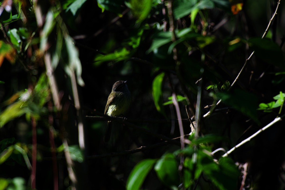 Greenish Elaenia - ML642375652