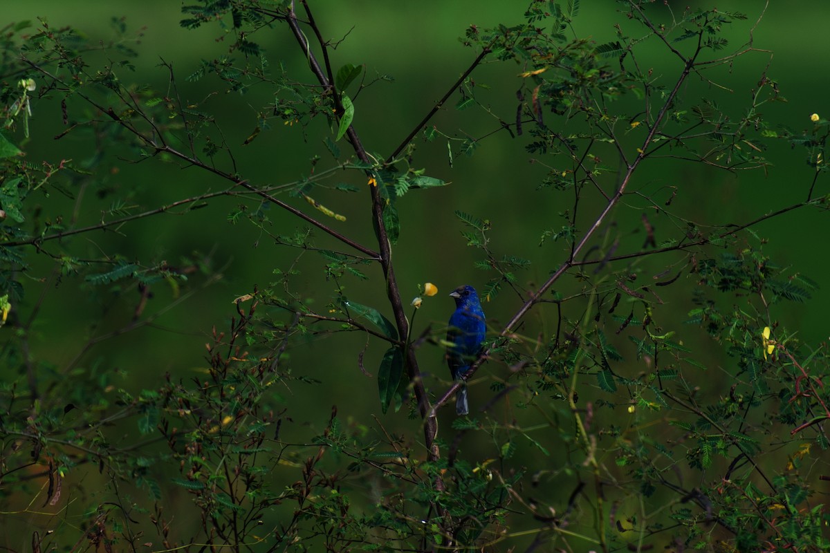Indigo Bunting - ML642375665