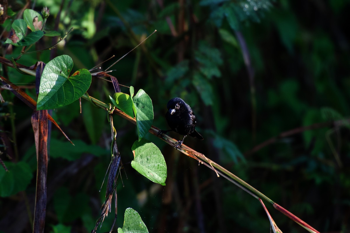 Thick-billed Seed-Finch - ML642375666