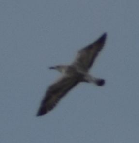 Larus sp. - ML642375677