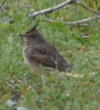 Thekla's/Crested Lark - ML642375719