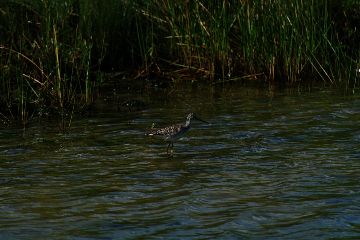 Greater Yellowlegs - ML642375725