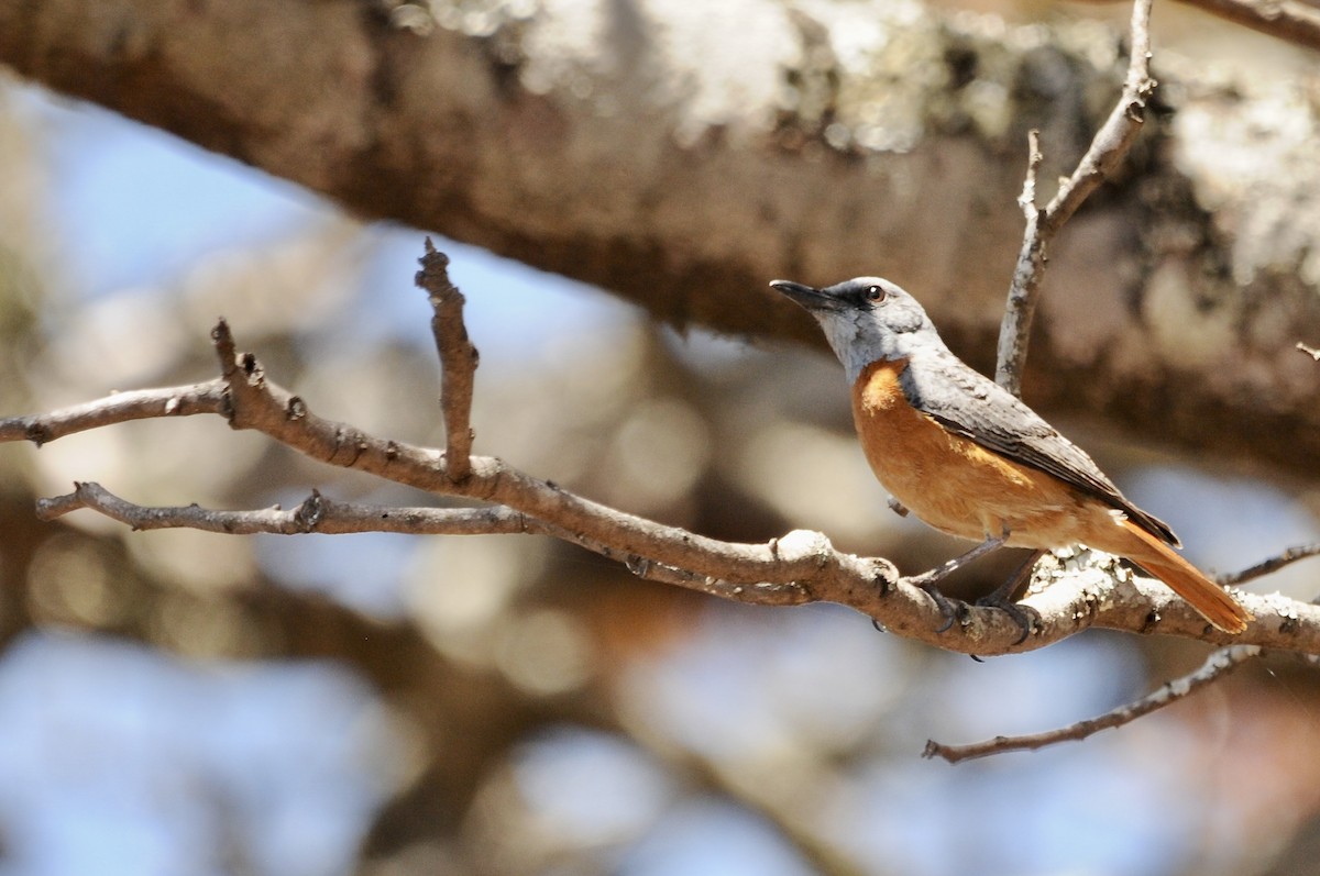 Miombo Rock-Thrush - ML642375730